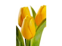 Tulipán svazek 12ks žlutý výška 44cm